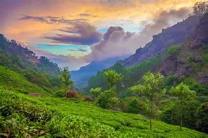 Munnar Tea Gardens Group Tour Package