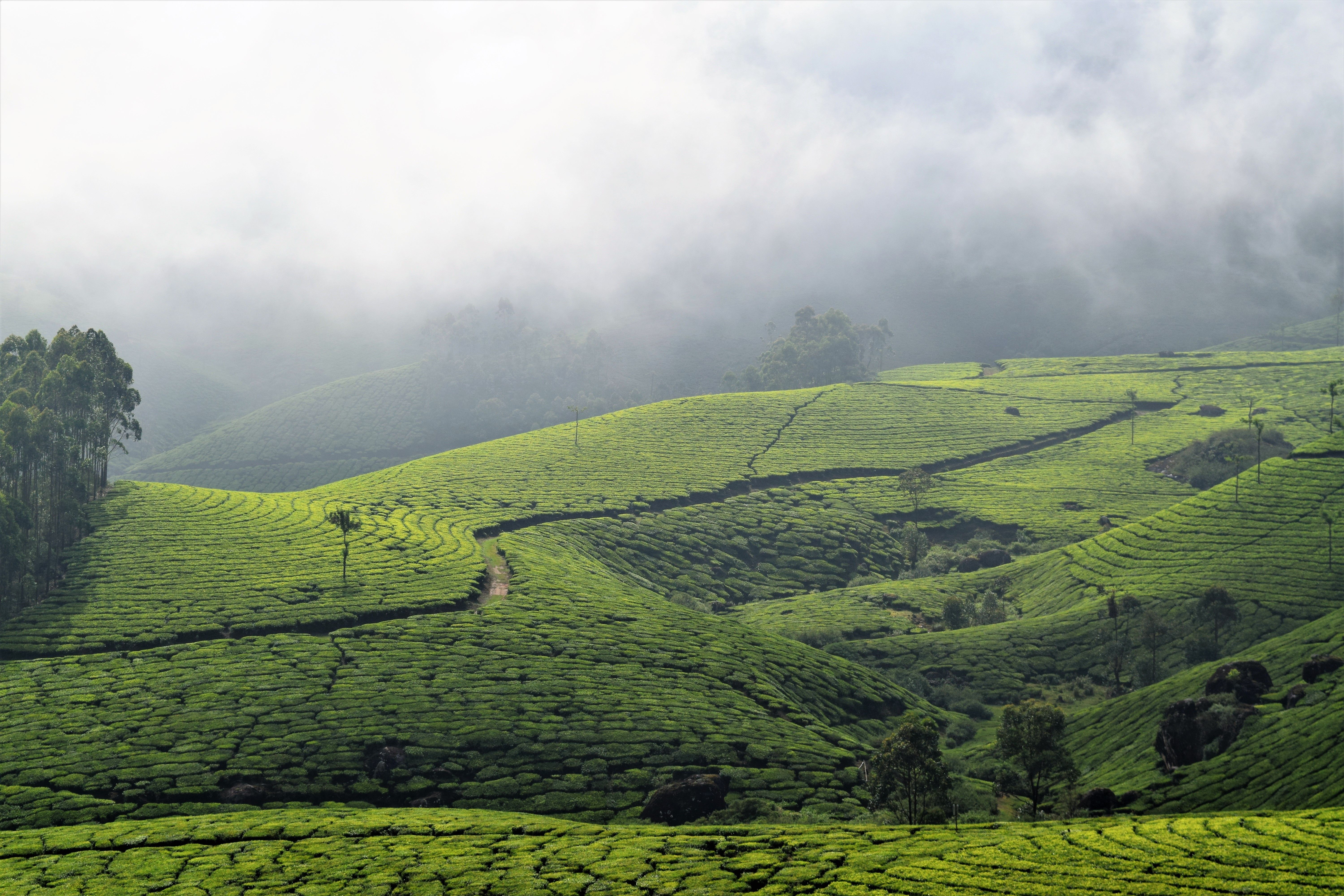 Munnar Tea Garden Honeymoon Package