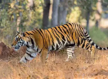Jim Corbett Full Wildlife Experience