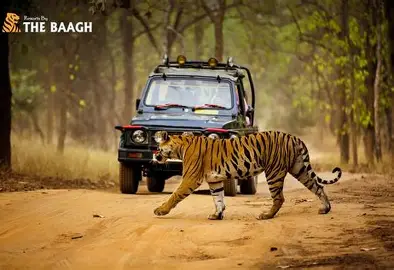 Wildlife Ranthambore Tour Package